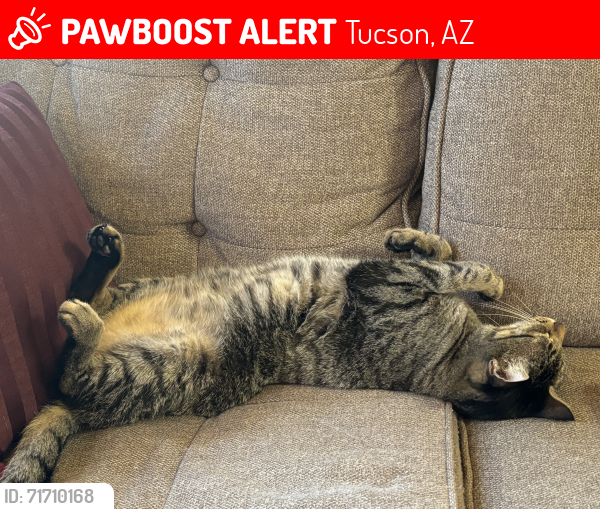 Lost Male Cat last seen Near N Bear Canyon Rd, Tucson, AZ 85749