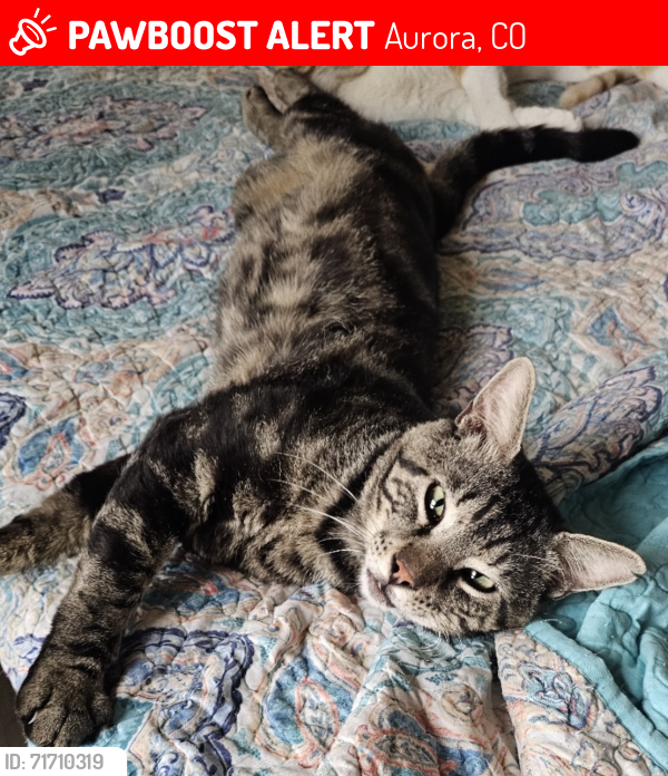 Lost Male Cat last seen E. Quincy Ave and S. Picadilly St (open field by Taco Bell), Aurora, CO 80018