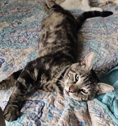Lost Male Cat last seen E. Quincy Ave and S. Picadilly St (open field by Taco Bell), Aurora, CO 80018