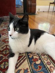 Lost Male Cat last seen Emerson Park , Brookline, MA 02445