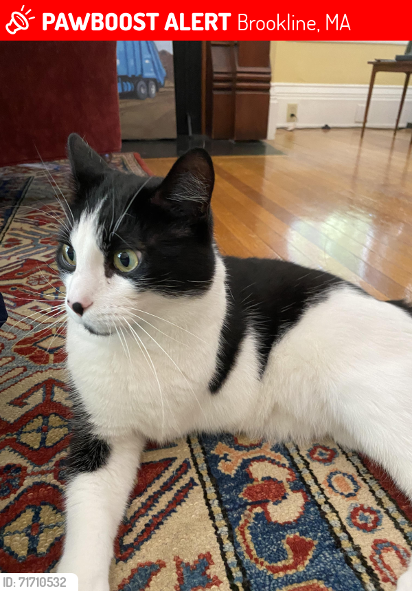 Lost Male Cat last seen Emerson Park , Brookline, MA 02445