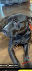Lost Male Dog last seen Setzers creek rd , Lenoir, NC 28645