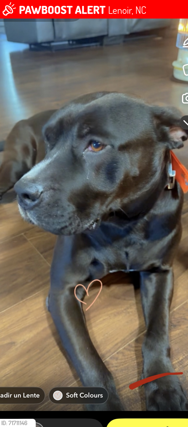 Lost Male Dog last seen Setzers creek rd , Lenoir, NC 28645