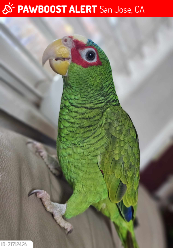 Lost Male Other last seen Everglade av, San Jose, CA 95122