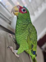 Lost Male Other last seen Everglade av, San Jose, CA 95122