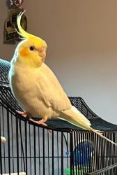 Lost Male Bird last seen Stonewall Rd at Prospect Mountain Road, Alton, NH 03809