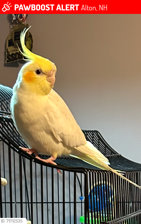 Lost Male Bird last seen Stonewall Rd at Prospect Mountain Road, Alton, NH 03809