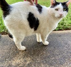 Lost Male Cat last seen Green Forrest Dr, Candler-McAfee, GA 30032