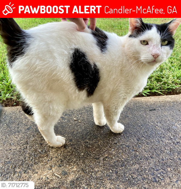 Lost Male Cat last seen Green Forrest Dr, Candler-McAfee, GA 30032