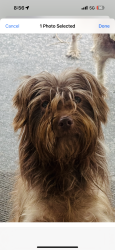 Lost Female Dog last seen J’s Carryout, Zephyrhills, FL 33542