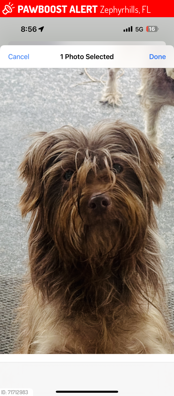 Lost Female Dog last seen J’s Carryout, Zephyrhills, FL 33542
