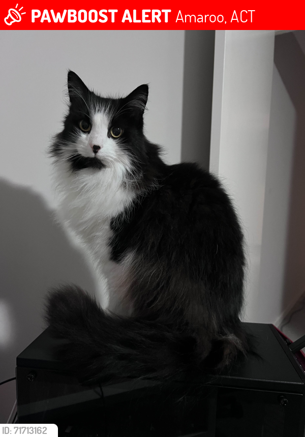 Lost Male Cat last seen Rollston Street Amaroo, Amaroo, ACT 2914