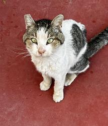 Lost Male Cat last seen Between Trowbridge and Graham Ct. , El Paso, TX 79903