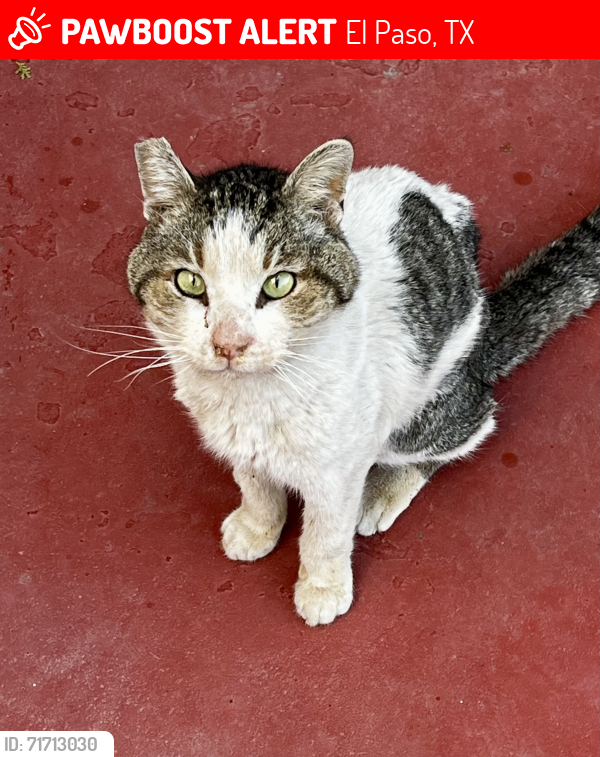 Lost Male Cat last seen Between Trowbridge and Graham Ct. , El Paso, TX 79903