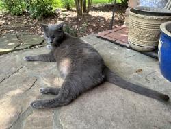 Lost Male Cat last seen Creekbend & Burdine St. , Houston, TX 77096