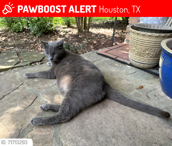 Lost Male Cat last seen Creekbend & Burdine St. , Houston, TX 77096