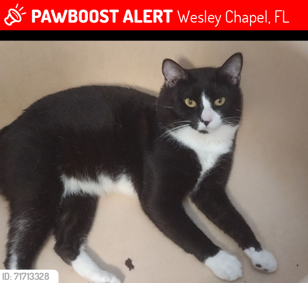 Lost Male Cat last seen Angus Valley , Wesley Chapel, FL 33544