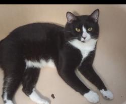 Lost Male Cat last seen Angus Valley , Wesley Chapel, FL 33544