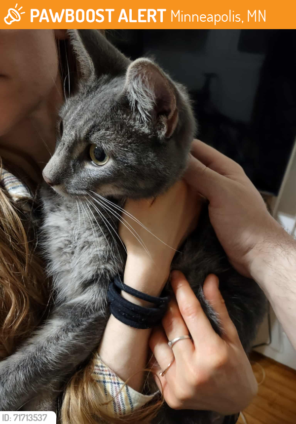 Found/Stray Male Cat last seen 26th and Hennepin, Minneapolis, MN, Minneapolis, MN 55408