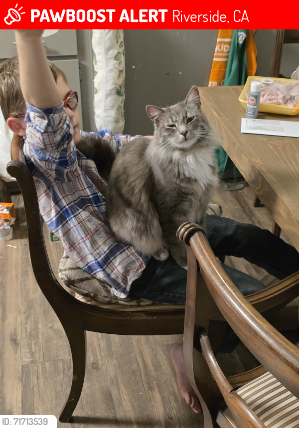 Lost Male Cat last seen Van Buren and Arlington Ave Riverside, CA 92503 near stater bros, Riverside, CA 92503