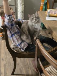 Lost Male Cat last seen Van Buren and Arlington Ave Riverside, CA 92503 near stater bros, Riverside, CA 92503