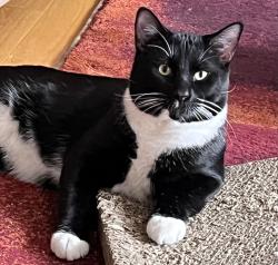 Lost Male Cat last seen Near Ormsby Lane Colingwood Edmonton AB T5T 6R2, Edmonton, AB T5T 6R2