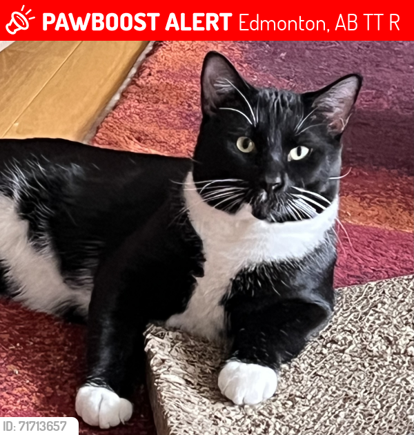 Lost Male Cat last seen Near Ormsby Lane Colingwood Edmonton AB T5T 6R2, Edmonton, AB T5T 6R2