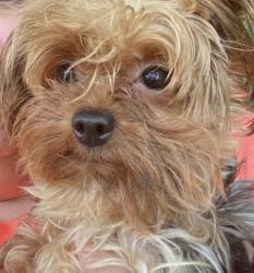 Lost Male Dog last seen Bon Air Post Office , Bon Air, AL 35032