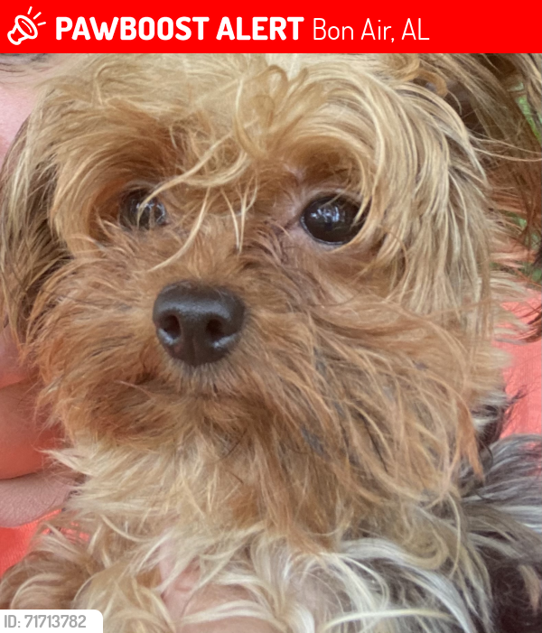 Lost Male Dog last seen Bon Air Post Office , Bon Air, AL 35032