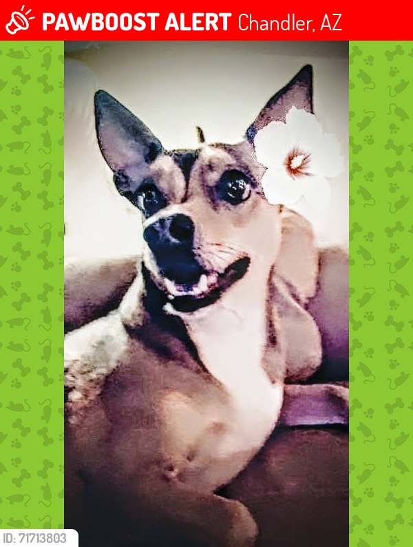 Lost Male Dog last seen Elizabeth way , Chandler, AZ 85225