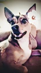 Lost Male Dog last seen Elizabeth way , Chandler, AZ 85225