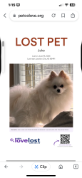 Lost Male Dog last seen Near oakwood, Junction City, KS 66441