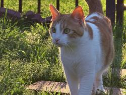 Lost Female Cat last seen Lamberth and turtle creek , Sherman, TX 75092