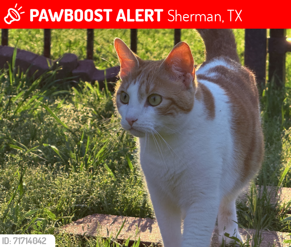 Lost Female Cat last seen Lamberth and turtle creek, Sherman, TX 75092
