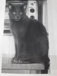 Lost Male Cat last seen Jarry . Guizot, Montréal, QC H2P 2E4