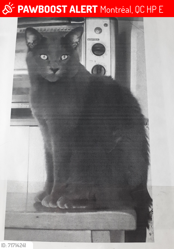 Lost Male Cat last seen Jarry . Guizot, Montréal, QC H2P 2E4