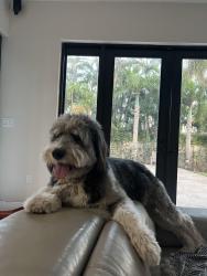Lost Male Dog last seen Near ave sw 175 street, Miami, FL 33187