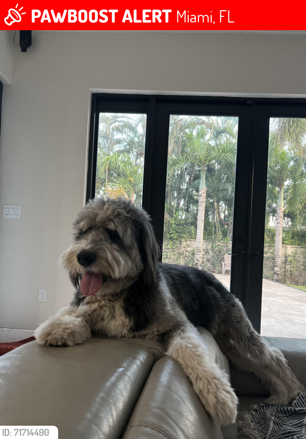 Lost Male Dog last seen Near ave sw 175 street, Miami, FL 33187