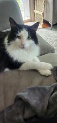 Lost Male Cat last seen COLERAIN TWP yatch club behind Lowes off of Dry Ridge Rd, Cincinnati, OH 45252