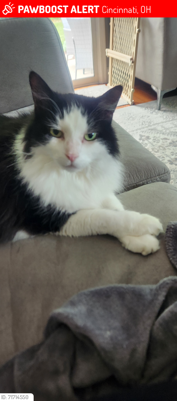 Lost Male Cat last seen COLERAIN TWP yatch club behind Lowes off of Dry Ridge Rd, Cincinnati, OH 45252