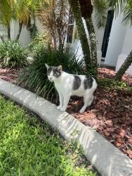 Lost Male Cat last seen Hollywood and Eber, West Melbourne, FL 32904
