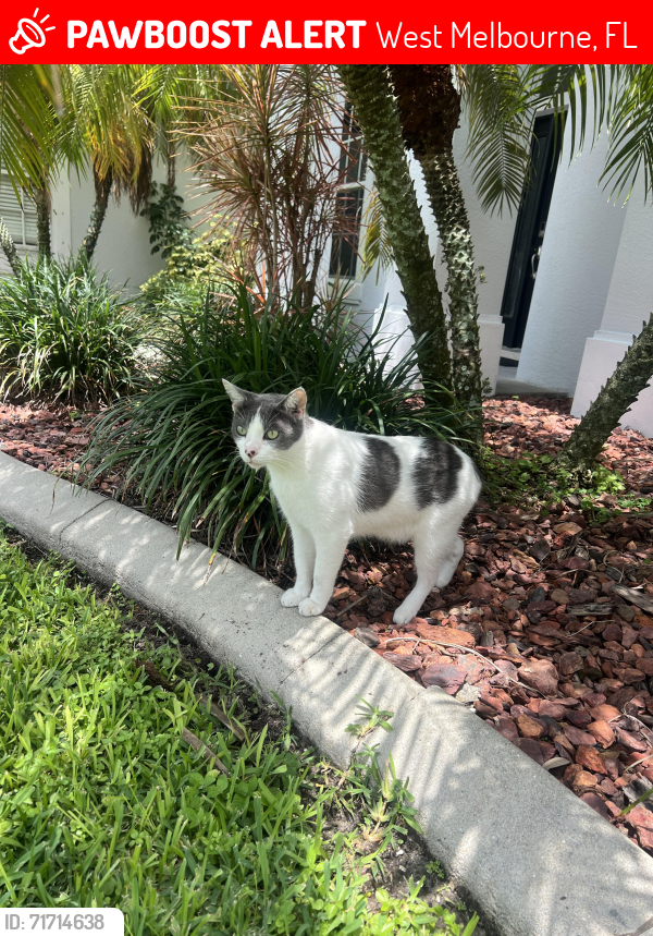 Lost Male Cat last seen Hollywood and Eber, West Melbourne, FL 32904