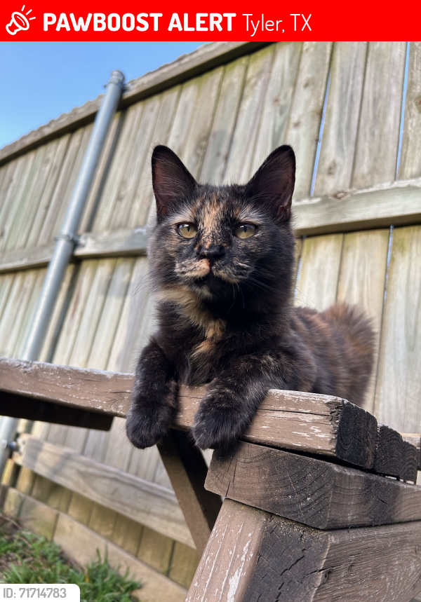 Lost Female Cat last seen Near Pine Knoll Drive, Tyler, TX 75703