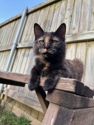 Lost Female Cat last seen Near Pine Knoll Drive, Tyler, TX 75703
