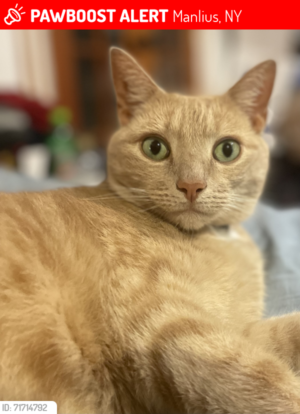 Lost Male Cat last seen Sweet Rd, manlius, ny, Manlius, NY 13104