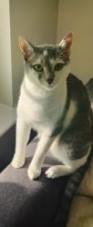 Lost Male Cat last seen SEASIDE GROVE APARTMENTS , Myrtle Beach, SC 29579