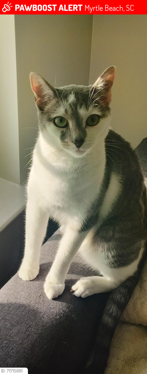 Lost Male Cat last seen SEASIDE GROVE APARTMENTS , Myrtle Beach, SC 29579