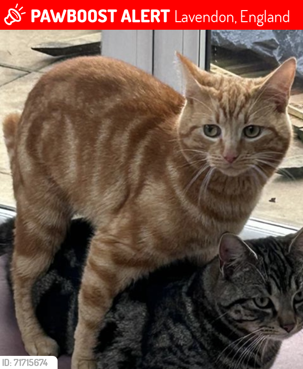 Lost Male Cat last seen Olney Road , Lavendon, England 