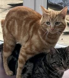 Lost Male Cat last seen Olney Road , Lavendon, England 