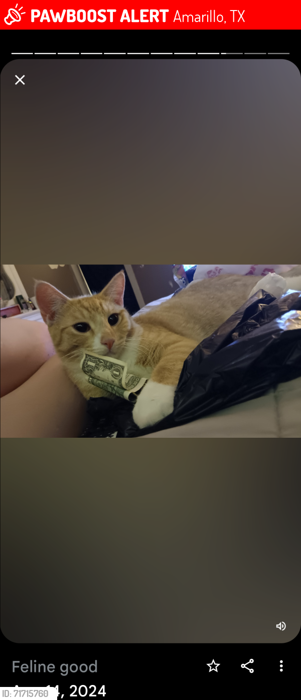 Lost Male Cat last seen Rendezvous trail North Amarillo, Amarillo, TX 79108